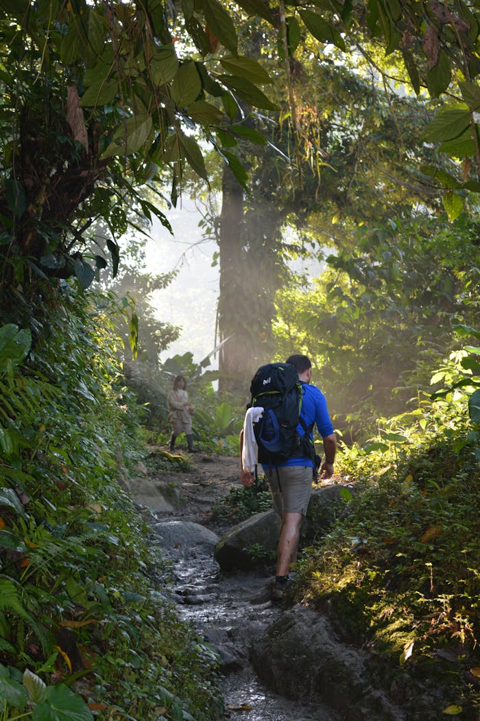 A hiker with a backpack journeys through a lush, sunlit forest trail, immersed in nature's beauty.